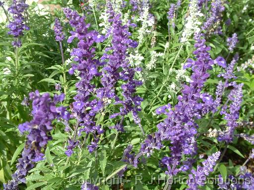 Salvia Blue and White 